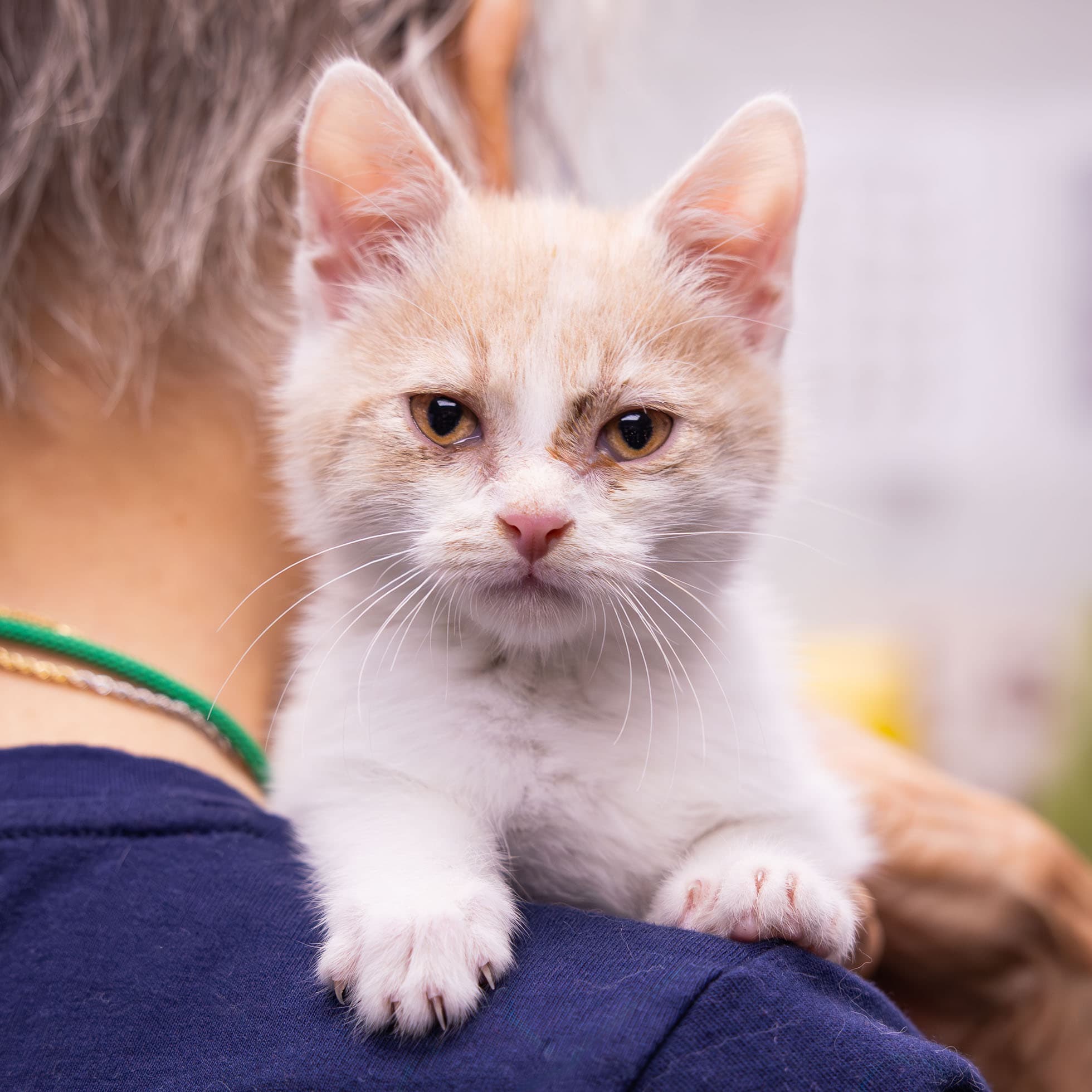 Volunteer with Holy Moly